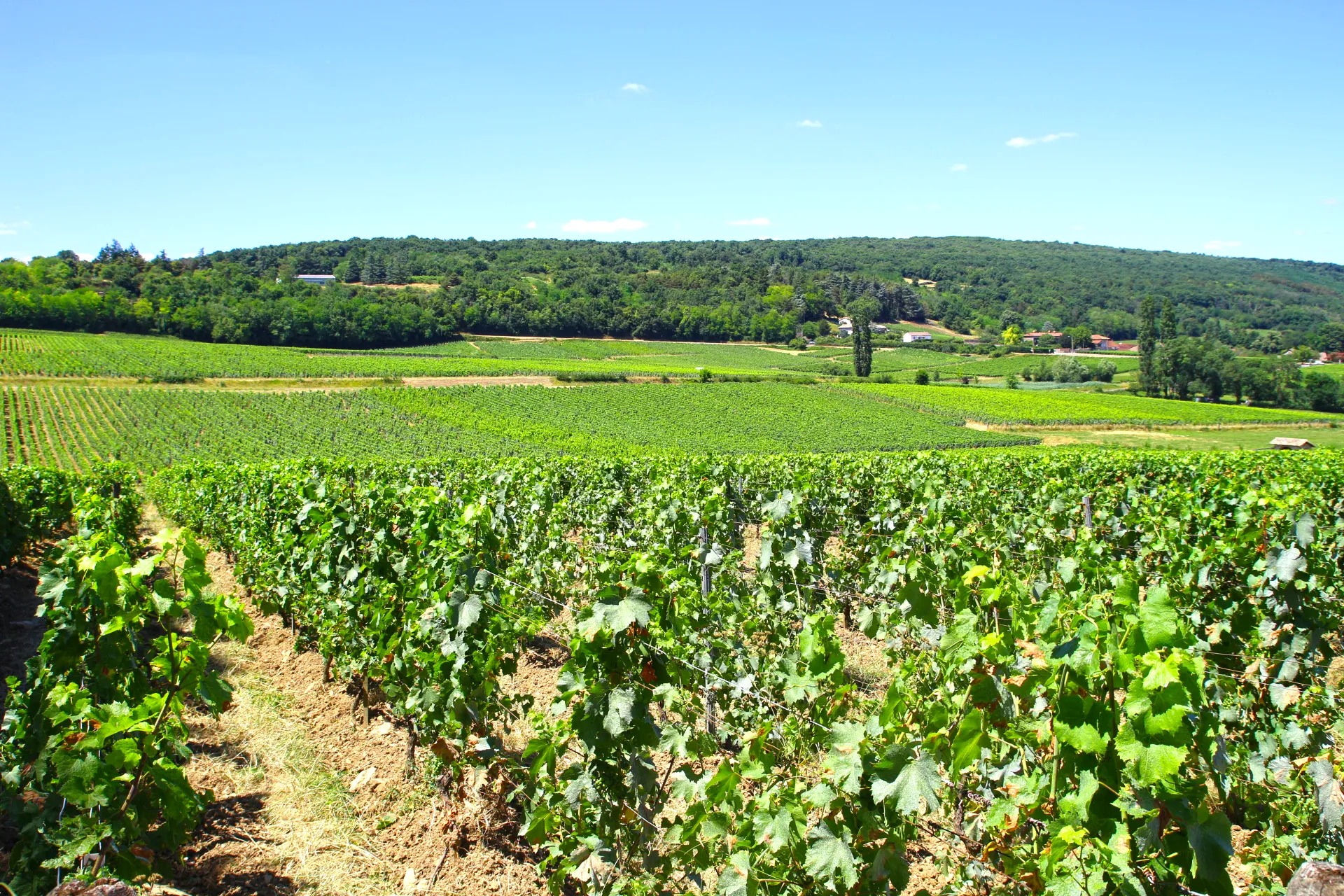 Vin Viré-Clessé, Domaine Thévenet Quintaine, Domaine de la Bongran