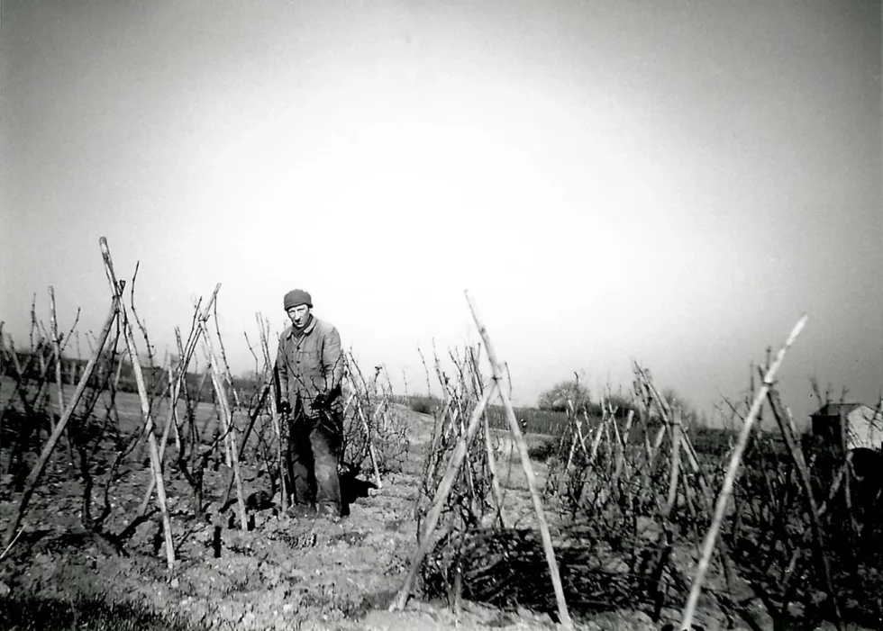 Vin Viré-Clessé, Domaine Thévenet Quintaine, Domaine de la Bongran