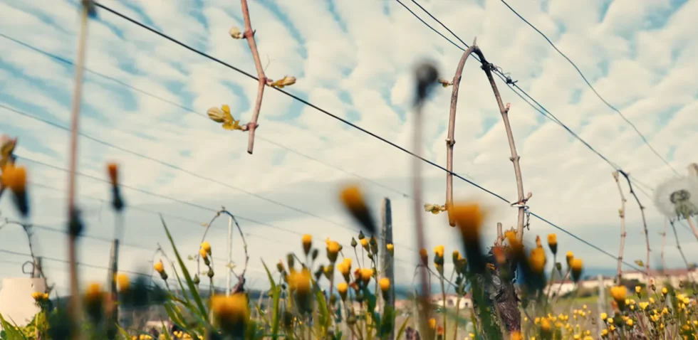 Viré-Clessé Thévenet Quintaine Domaine de la BONGRAN