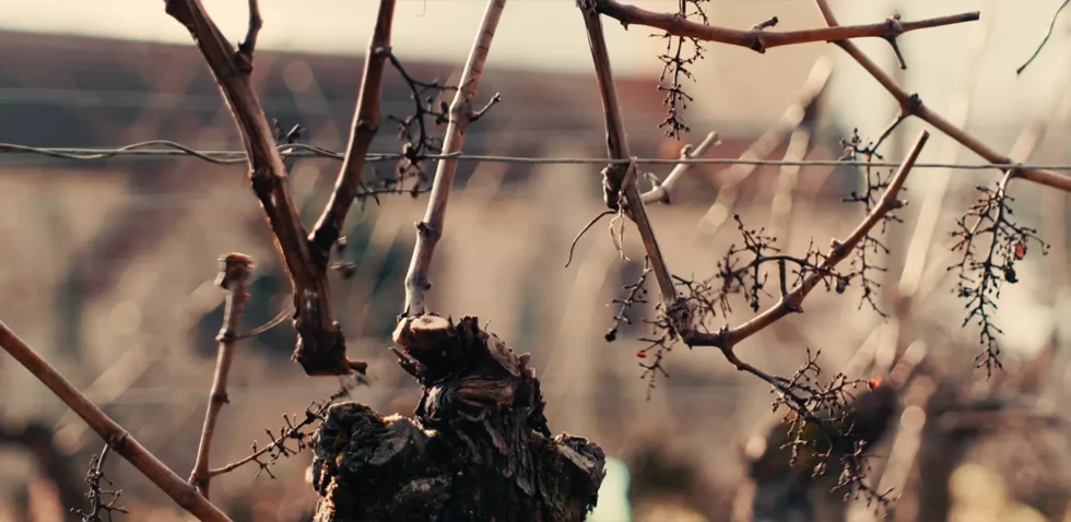 Viré-Clessé Thévenet Quintaine Domaine de la BONGRAN