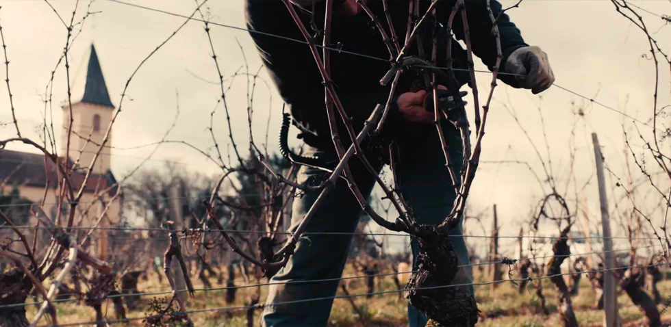 Viré-Clessé Thévenet Quintaine Domaine de la BONGRAN