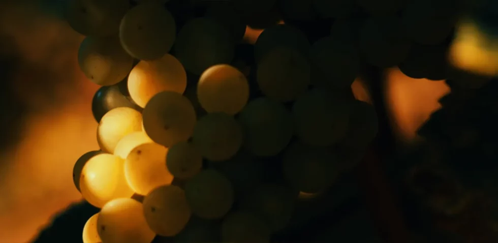 Viré-Clessé Thévenet Quintaine Domaine de la BONGRAN