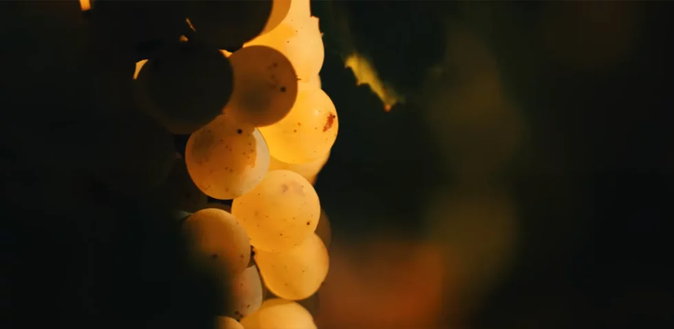 Viré-Clessé Thévenet Quintaine Domaine de la BONGRAN