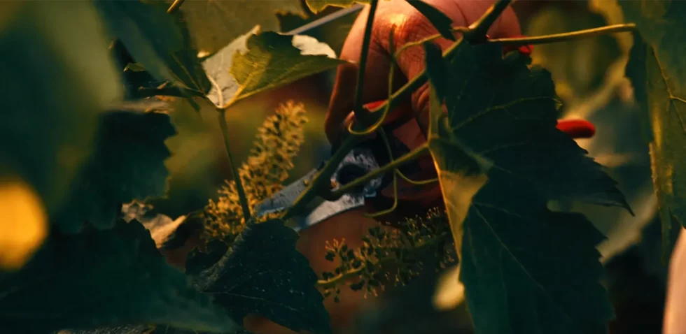 Viré-Clessé Thévenet Quintaine Domaine de la BONGRAN