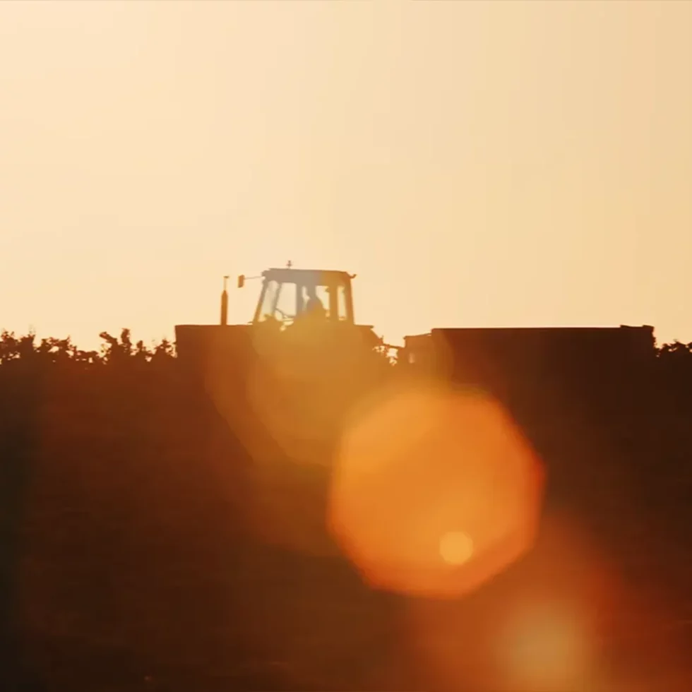 Viré-Clessé Thévenet Quintaine Domaine de la BONGRAN