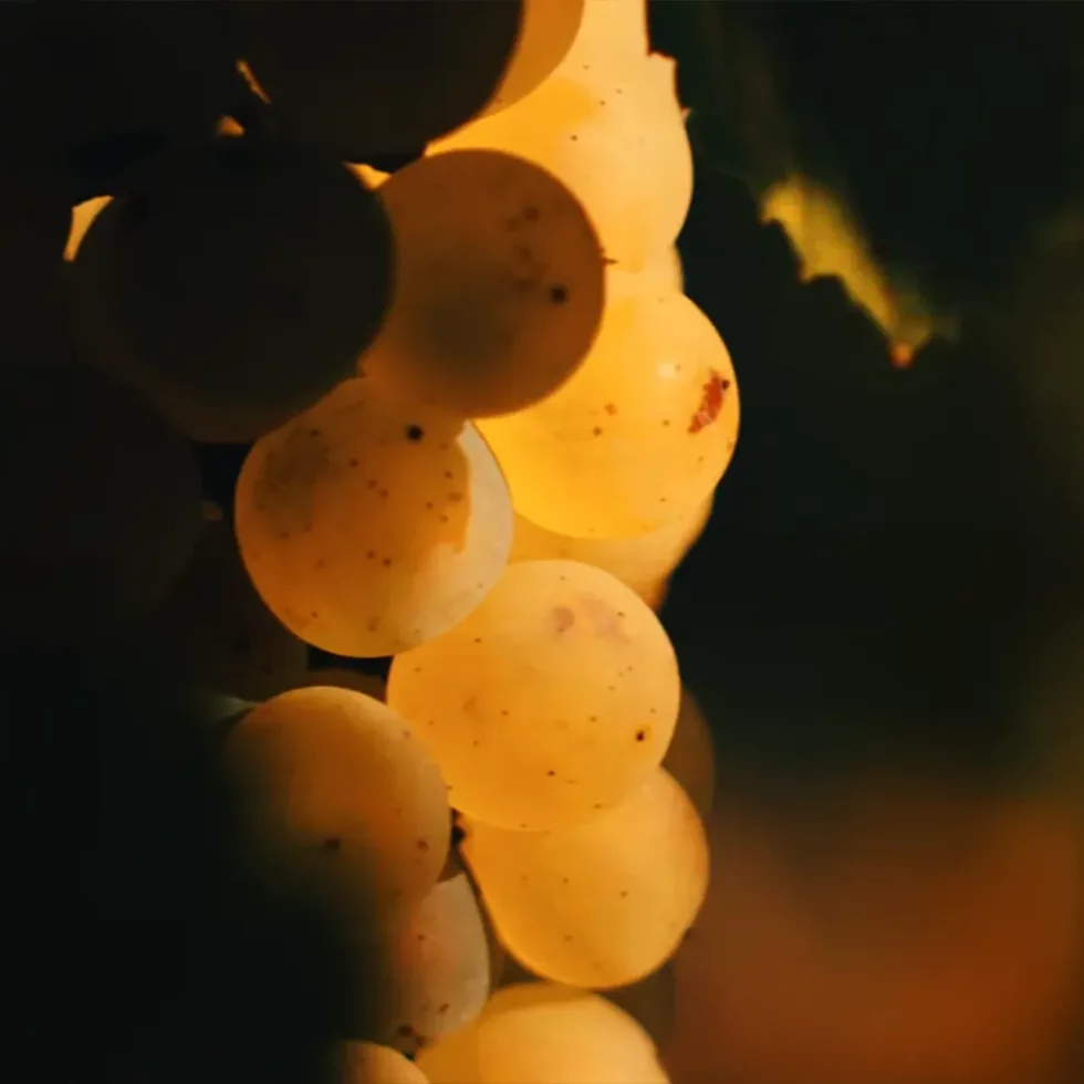 Viré-Clessé Thévenet Quintaine Domaine de la BONGRAN