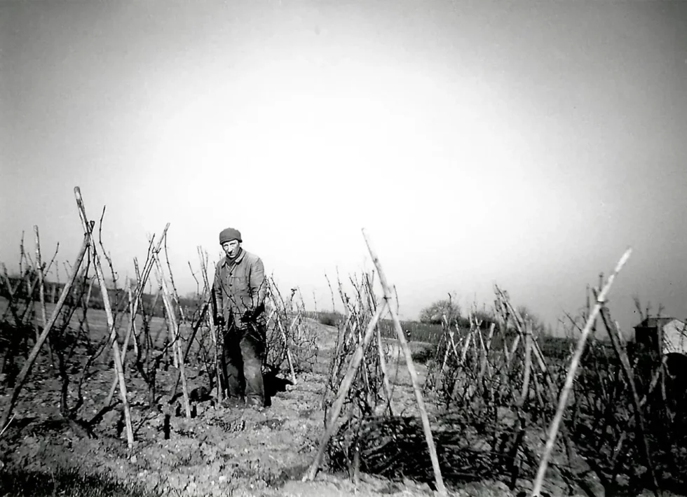Viré-Clessé Thévenet Quintaine Domaine de la BONGRAN