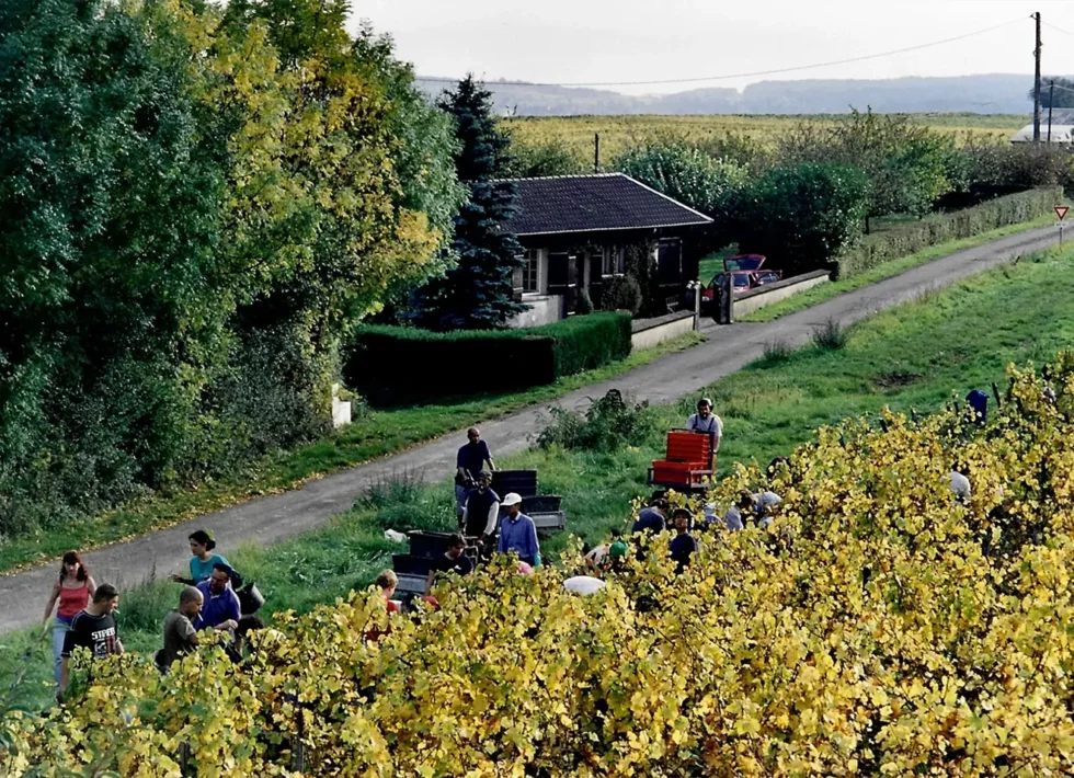 Viré-Clessé Thévenet Quintaine Domaine de la BONGRAN