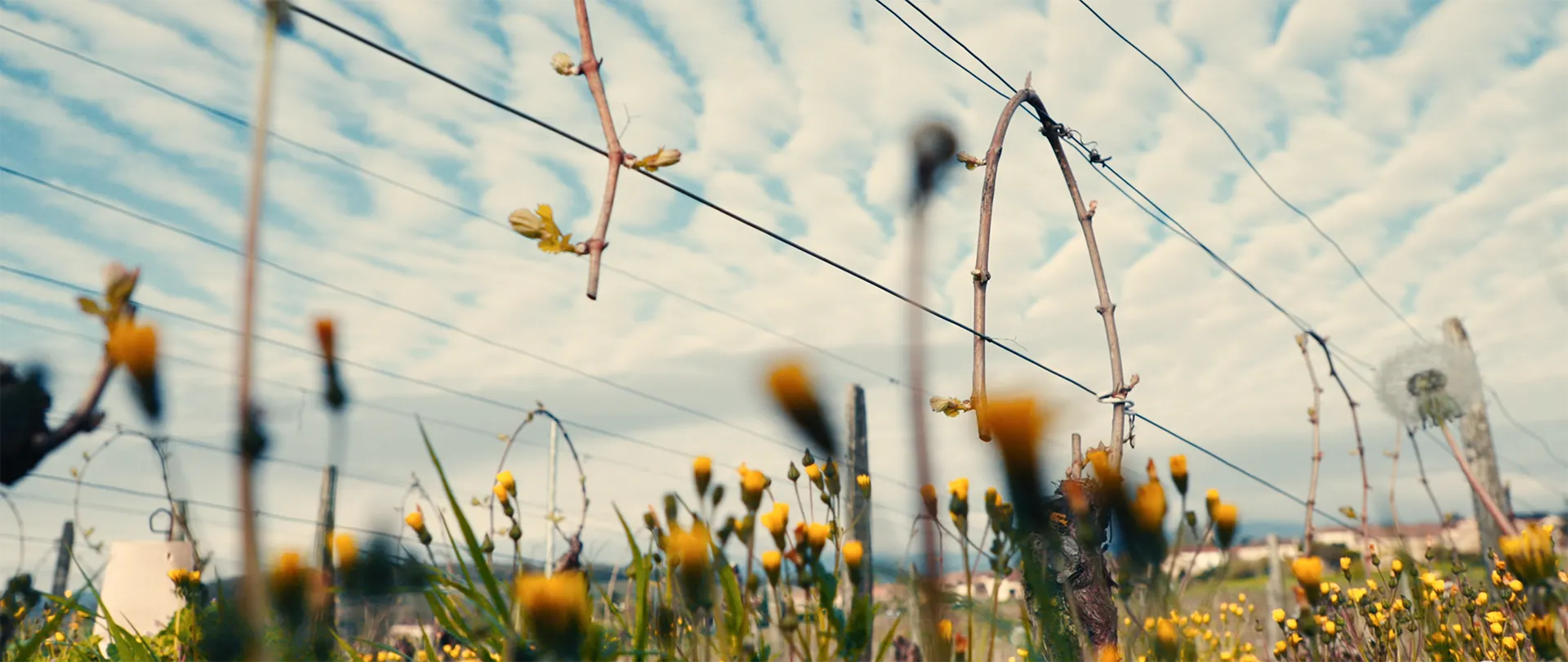 Viré-Clessé Thévenet Quintaine Domaine de la BONGRAN